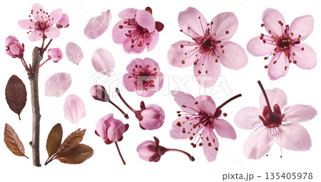 Blooming of delicate pink flowers falling in the air, isolated on white background. Prunus cerasifera 'Nigra' or Canadian black plum Blooming of delicate pink flowers falling in the air, isolated on white background. Prunus cerasifera 'Nigra' or Canadian black plum 135405978