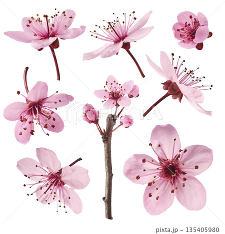 Blooming of delicate pink flowers falling in the air, isolated on white background. Prunus cerasifera 'Nigra' or Canadian black plum 135405980
