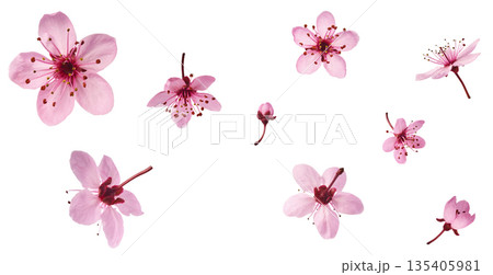 Blooming of delicate pink flowers falling in the air, isolated on white background. Prunus cerasifera 'Nigra' or Canadian black plum Blooming of delicate pink flowers falling in the air, isolated on white background. Prunus cerasifera 'Nigra' or Canadian black plum 135405981