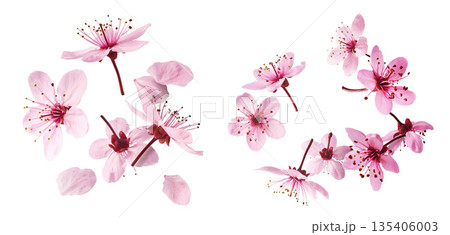 Blooming of delicate pink flowers falling in the air, isolated on white background. Prunus cerasifera 'Nigra' or Canadian black plum Blooming of delicate pink flowers falling in the air, isolated on white background. Prunus cerasifera 'Nigra' or Canadian black plum 135406003