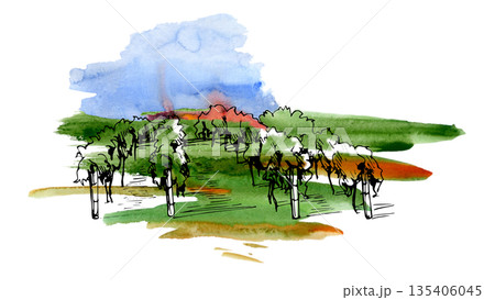 Natural landscape with cultivated grapevines, trees in agricultural rows. Isolated hand painted illustration in watercolor and ink for environmentally friendly branding, sustainable farming campaigns. 135406045