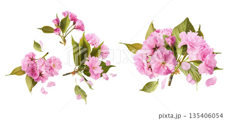 Beautiful blooming of delicate pink Sakura flowers falling in the air, isolated. Zero gravity or levitation spring flowers conception, high resolution image Beautiful blooming of delicate pink Sakura flowers falling in the air, isolated. Zero gravity or levitation spring flowers conception, high resolution image 135406054