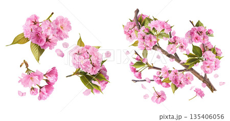 Beautiful blooming of delicate pink Sakura flowers falling in the air, isolated. Zero gravity or levitation spring flowers conception, high resolution image Beautiful blooming of delicate pink Sakura flowers falling in the air, isolated. Zero gravity or levitation spring flowers conception, high resolution image 135406056