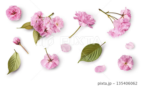 Beautiful blooming of delicate pink Sakura flowers falling in the air, isolated. Zero gravity or levitation spring flowers conception, high resolution image 135406062