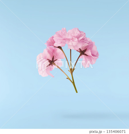 Beautiful blooming of delicate pink Sakura flowers falling in the air, isolated. Zero gravity or levitation spring flowers conception, high resolution image Beautiful blooming of delicate pink Sakura flowers falling in the air, isolated. Zero gravity or levitation spring flowers conception, high resolution image 135406071