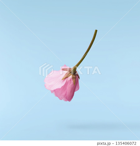 Beautiful blooming of delicate pink Sakura flowers falling in the air, isolated. Zero gravity or levitation spring flowers conception, high resolution image 135406072