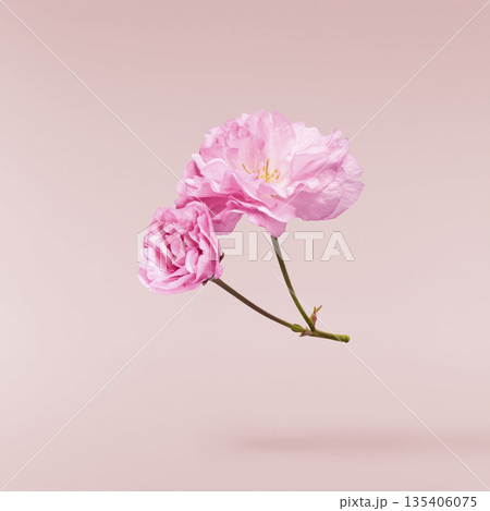 Beautiful blooming of delicate pink Sakura flowers falling in the air, isolated. Zero gravity or levitation spring flowers conception, high resolution image 135406075