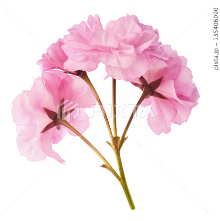 Beautiful blooming of delicate pink Sakura flowers falling in the air, isolated. Zero gravity or levitation spring flowers conception, high resolution image 135406090
