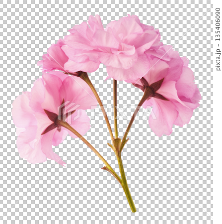 Beautiful blooming of delicate pink Sakura flowers falling in the air, isolated. Zero gravity or levitation spring flowers conception, high resolution image Beautiful blooming of delicate pink Sakura flowers falling in the air, isolated. Zero gravity or levitation spring flowers conception, high resolution image 135406090