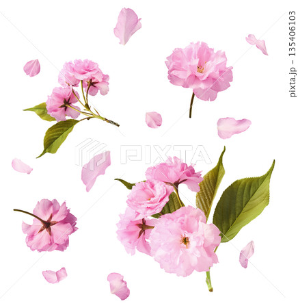 Beautiful blooming of delicate pink Sakura flowers falling in the air, isolated. Zero gravity or levitation spring flowers conception, high resolution image Beautiful blooming of delicate pink Sakura flowers falling in the air, isolated. Zero gravity or levitation spring flowers conception, high resolution image 135406103