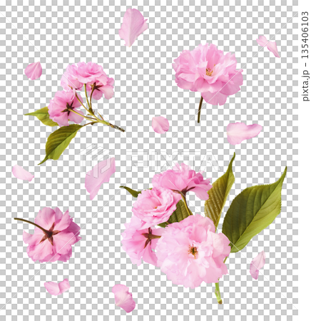 Beautiful blooming of delicate pink Sakura flowers falling in the air, isolated. Zero gravity or levitation spring flowers conception, high resolution image Beautiful blooming of delicate pink Sakura flowers falling in the air, isolated. Zero gravity or levitation spring flowers conception, high resolution image 135406103