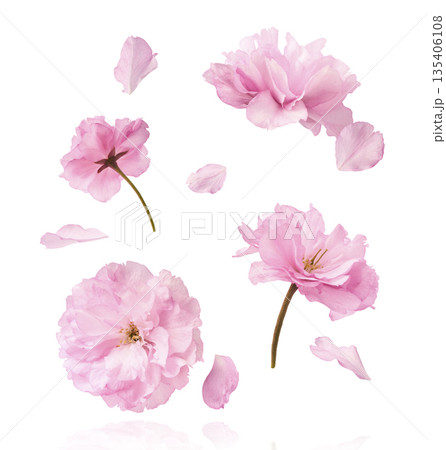 Beautiful blooming of delicate pink Sakura flowers falling in the air, isolated. Zero gravity or levitation spring flowers conception, high resolution image 135406108