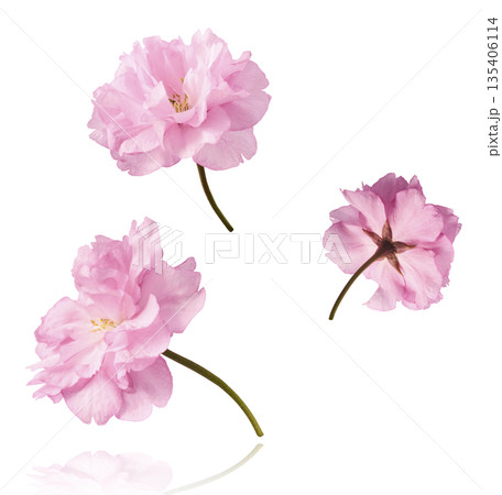 Beautiful blooming of delicate pink Sakura flowers falling in the air, isolated. Zero gravity or levitation spring flowers conception, high resolution image 135406114