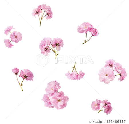Beautiful blooming of delicate pink Sakura flowers falling in the air, isolated. Zero gravity or levitation spring flowers conception, high resolution image 135406115