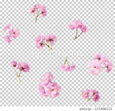 Beautiful blooming of delicate pink Sakura flowers falling in the air, isolated. Zero gravity or levitation spring flowers conception, high resolution image 135406115