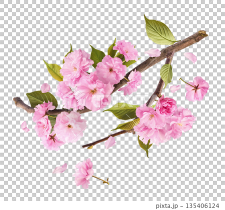 Beautiful blooming of delicate pink Sakura flowers falling in the air, isolated. Zero gravity or levitation spring flowers conception, high resolution image 135406124