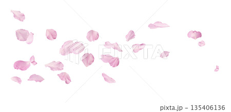 Beautiful blooming of delicate pink Sakura flowers falling in the air, isolated. Zero gravity or levitation spring flowers conception, high resolution image 135406136