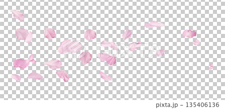 Beautiful blooming of delicate pink Sakura flowers falling in the air, isolated. Zero gravity or levitation spring flowers conception, high resolution image 135406136