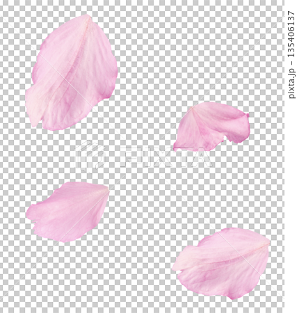 Beautiful blooming of delicate pink Sakura flowers falling in the air, isolated. Zero gravity or levitation spring flowers conception, high resolution image 135406137