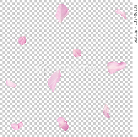 Beautiful blooming of delicate pink Sakura flowers falling in the air, isolated. Zero gravity or levitation spring flowers conception, high resolution image 135406138