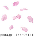 Beautiful blooming of delicate pink Sakura flowers falling in the air, isolated. Zero gravity or levitation spring flowers conception, high resolution image 135406141