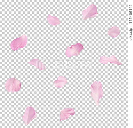 Beautiful blooming of delicate pink Sakura flowers falling in the air, isolated. Zero gravity or levitation spring flowers conception, high resolution image Beautiful blooming of delicate pink Sakura flowers falling in the air, isolated. Zero gravity or levitation spring flowers conception, high resolution image 135406142