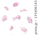 Beautiful blooming of delicate pink Sakura flowers falling in the air, isolated. Zero gravity or levitation spring flowers conception, high resolution image 135406143