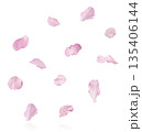 Beautiful blooming of delicate pink Sakura flowers falling in the air, isolated. Zero gravity or levitation spring flowers conception, high resolution image 135406144