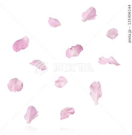 Beautiful blooming of delicate pink Sakura flowers falling in the air, isolated. Zero gravity or levitation spring flowers conception, high resolution image Beautiful blooming of delicate pink Sakura flowers falling in the air, isolated. Zero gravity or levitation spring flowers conception, high resolution image 135406144