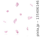 Beautiful blooming of delicate pink Sakura flowers falling in the air, isolated. Zero gravity or levitation spring flowers conception, high resolution image 135406146