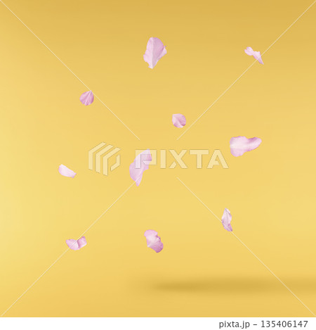 Beautiful blooming of delicate pink Sakura flowers falling in the air, isolated. Zero gravity or levitation spring flowers conception, high resolution image 135406147