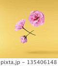 Beautiful blooming of delicate pink Sakura flowers falling in the air, isolated. Zero gravity or levitation spring flowers conception, high resolution image 135406148