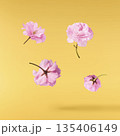 Beautiful blooming of delicate pink Sakura flowers falling in the air, isolated. Zero gravity or levitation spring flowers conception, high resolution image 135406149