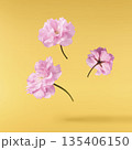 Beautiful blooming of delicate pink Sakura flowers falling in the air, isolated. Zero gravity or levitation spring flowers conception, high resolution image 135406150