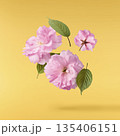 Beautiful blooming of delicate pink Sakura flowers falling in the air, isolated. Zero gravity or levitation spring flowers conception, high resolution image 135406151