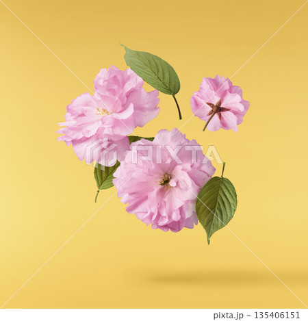 Beautiful blooming of delicate pink Sakura flowers falling in the air, isolated. Zero gravity or levitation spring flowers conception, high resolution image 135406151