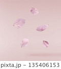Beautiful blooming of delicate pink Sakura flowers falling in the air, isolated. Zero gravity or levitation spring flowers conception, high resolution image 135406153