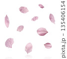 Beautiful blooming of delicate pink Sakura flowers falling in the air, isolated. Zero gravity or levitation spring flowers conception, high resolution image 135406154