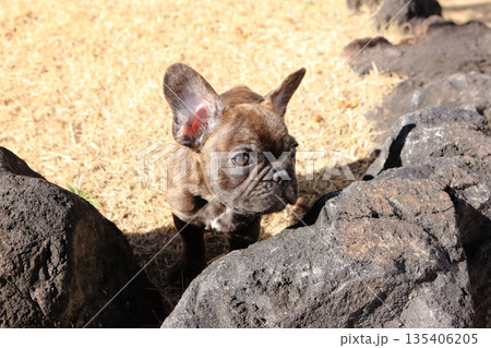 フレンチブルドッグの仔犬 フレンチブルドッグの仔犬 135406205