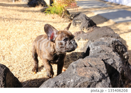 フレンチブルドッグの仔犬 135406208