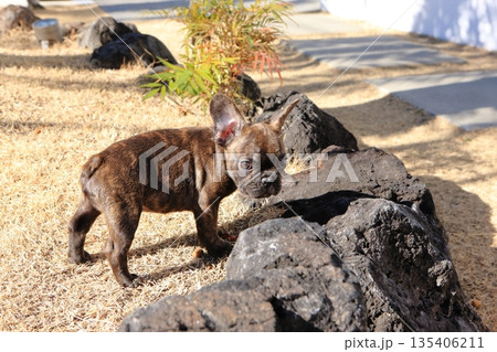 フレンチブルドッグの仔犬 フレンチブルドッグの仔犬 135406211