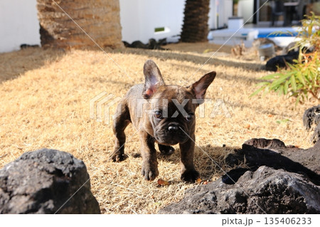 フレンチブルドッグの仔犬 フレンチブルドッグの仔犬 135406233