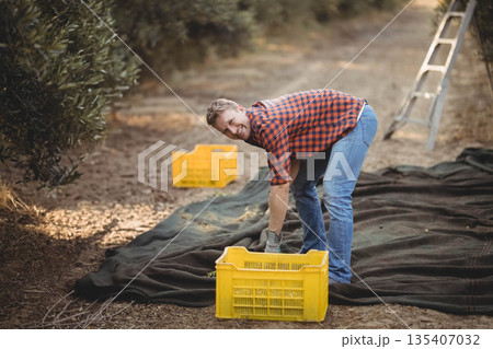 Man harvesting fruit using mesh net on orchard path by aluminum ladder with yellow plastic crates Man harvesting fruit using mesh net on orchard path by aluminum ladder with yellow plastic crates 135407032