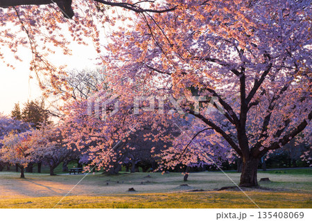 北海道オニウシ公園-早朝の桜- 北海道オニウシ公園-早朝の桜- 135408069