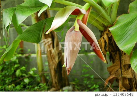 Banana blossom flower Musa acuminata, tropical exotic fruit Close-up photo of reddish purple young baby shot. Inflorescence bud grows horizontally and obliquely. Male and female flowers bananas. 135408549