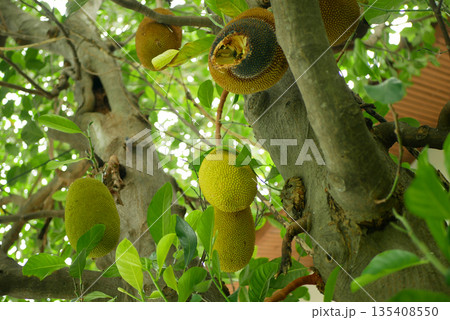 Jackfruit, nangka Artocarpus heterophyllus. Fresh jackfruits ready to harvest hanging on the trees. Tropical fruits, national fruit of Bangladesh, Sri Lanka. South Asia, southeast Asia and Oceana. 135408550
