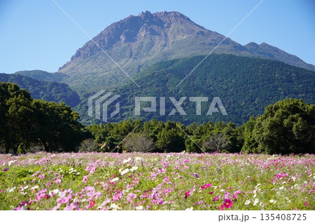 雲仙普賢岳と秋桜畑 135408725