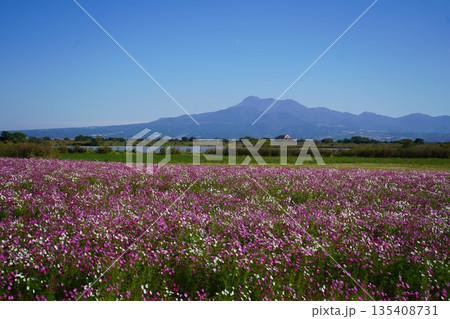 雲仙普賢岳と秋桜畑 135408731