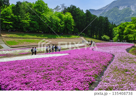 秩父市　武甲山の麓　羊山公園　春の芝桜の丘　 135408738