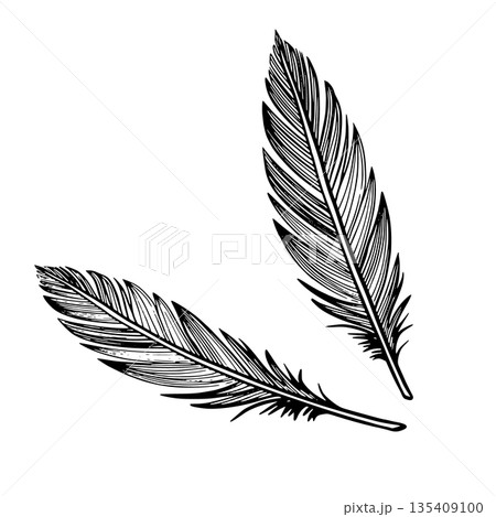 Vector feathers in graphic line style. Linear illustration of Plume for boho designs, spiritual symbols, tattoos, logos, posters. Outline etching painted by black inks on isolated background. Vector feathers in graphic line style. Linear illustration of Plume for boho designs, spiritual symbols, tattoos, logos, posters. Outline etching painted by black inks on isolated background. 135409100
